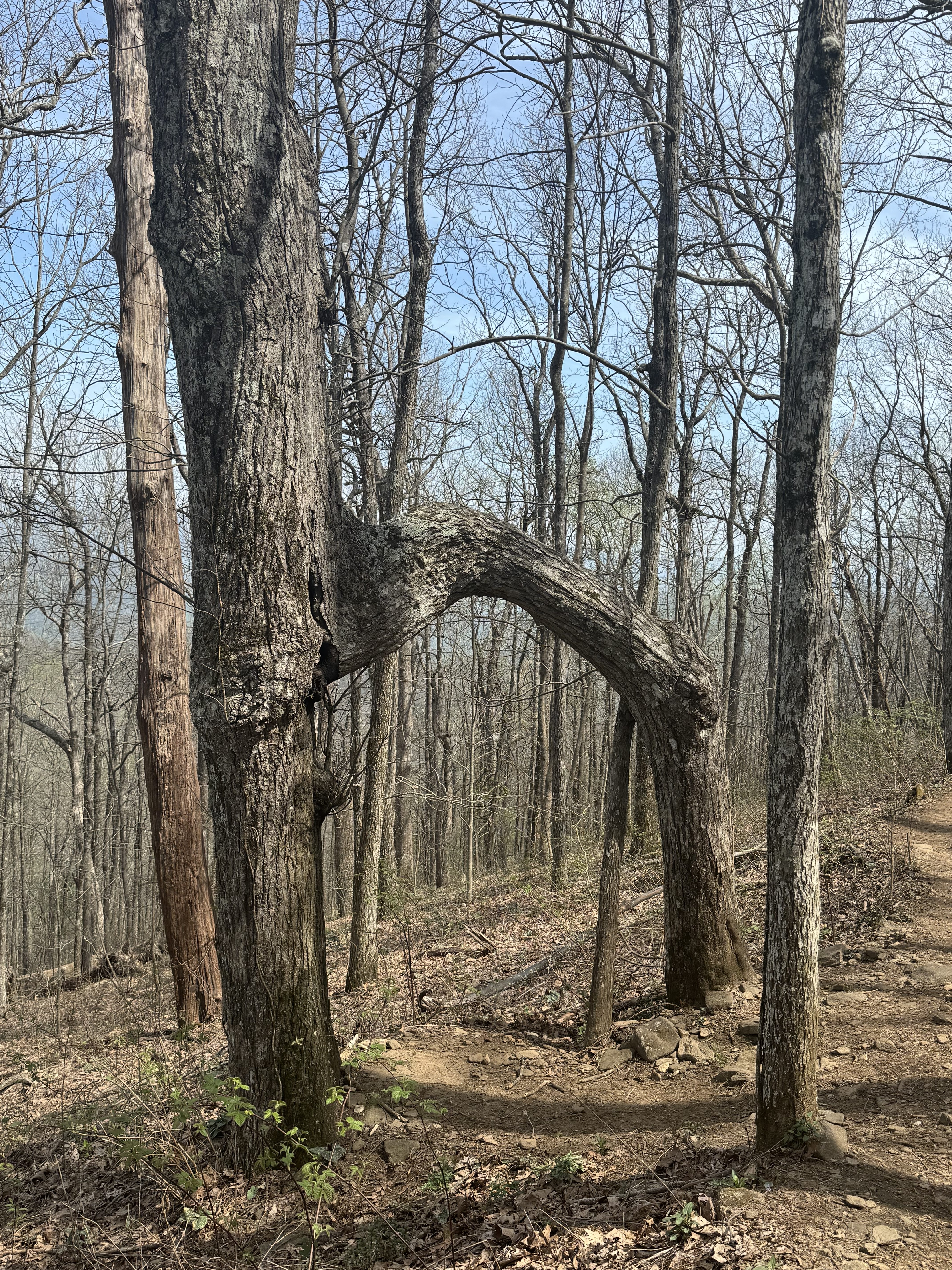 Day 3 – Gooch Mountain Shelter to Lance Creek Restoration Area