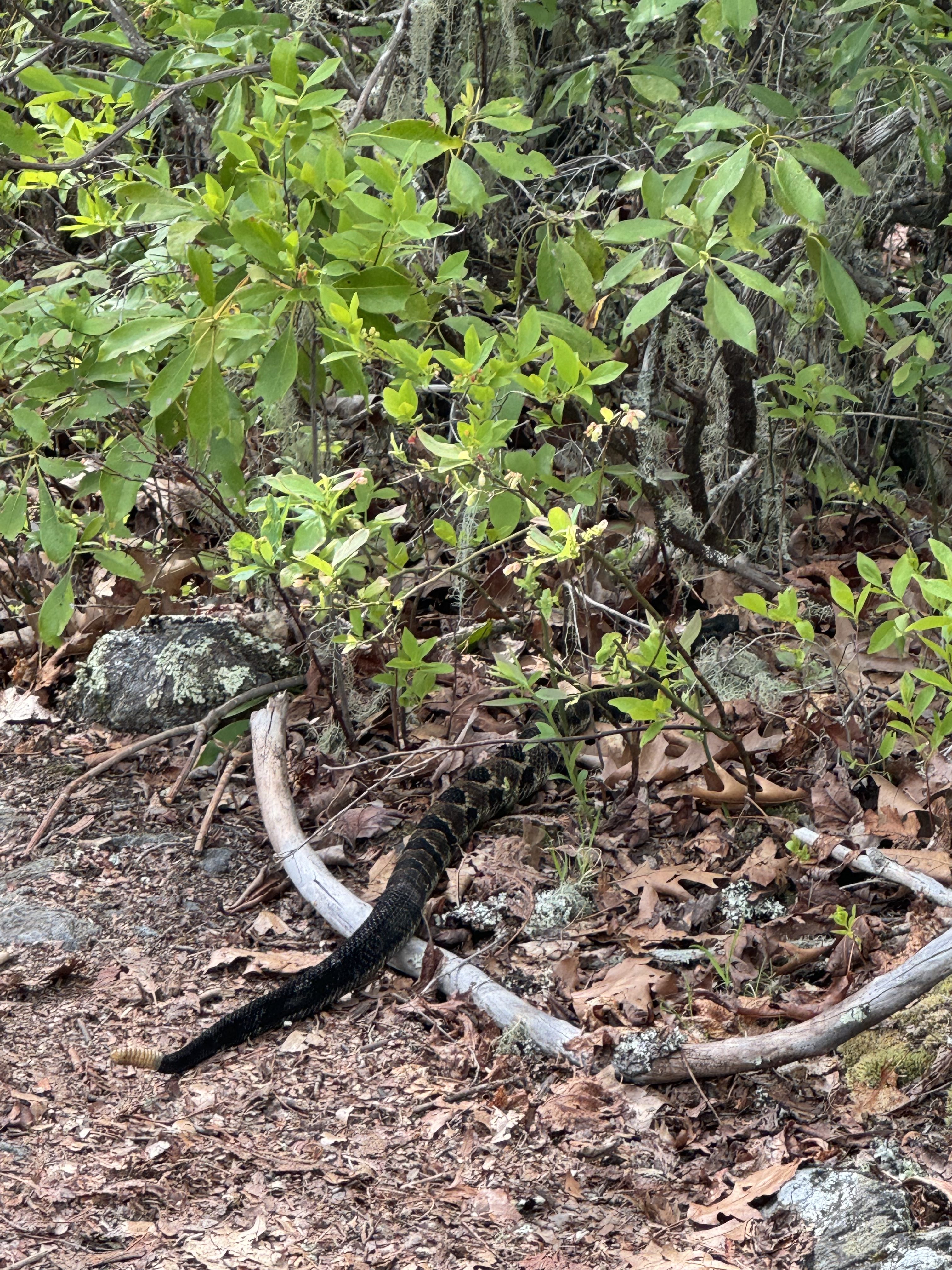 Day 19 – Sassafras Gap Shelter to Cable Gap Shelter