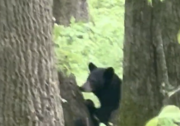 Day 34 – Hot Springs, NC to Spring Mountain Shelter 