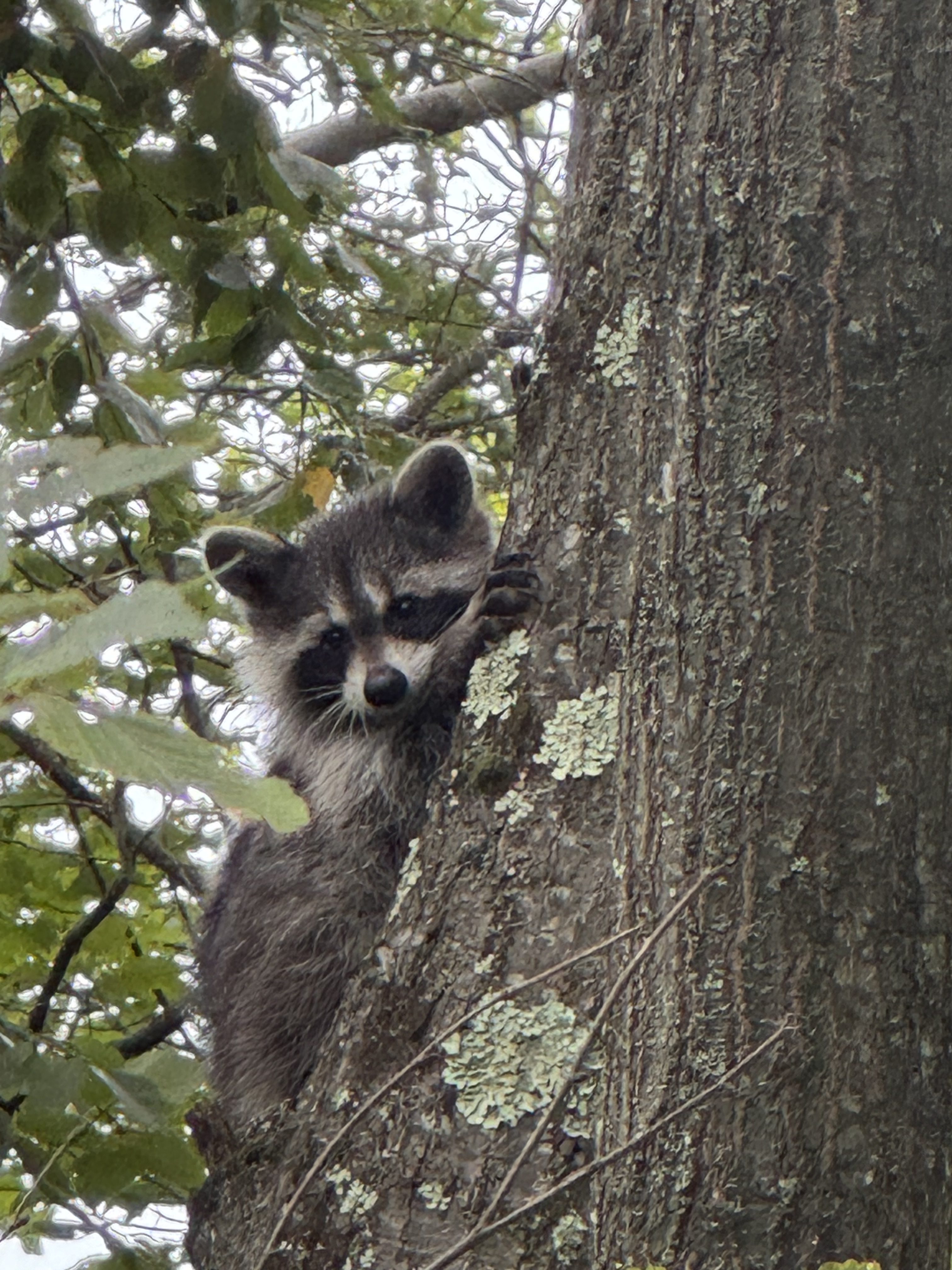 Day 109 – Mohican Outdoor Center to Gren Anderson Shelter